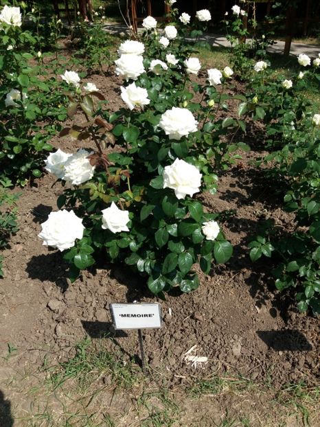  - 5 Trandafiri 2018 Gradina Botanica