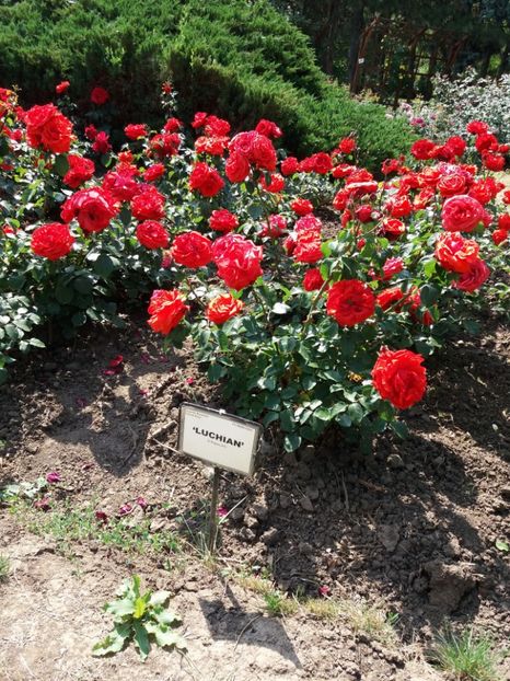  - 5 Trandafiri 2018 Gradina Botanica