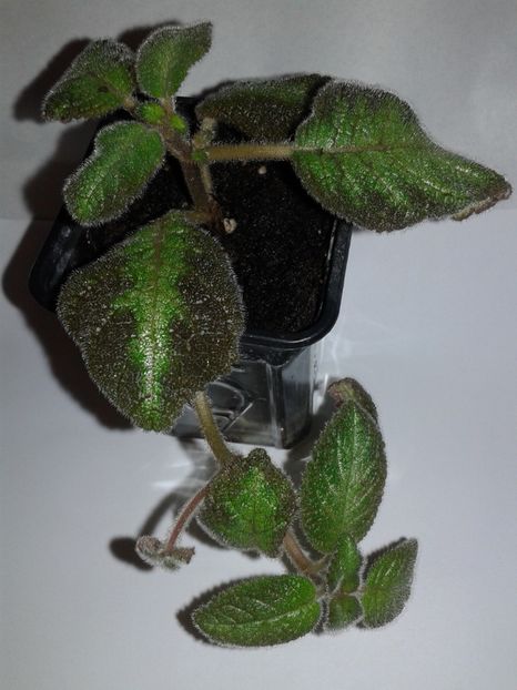 Lil Lemon - EPISCIA