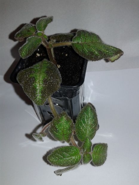  - EPISCIA