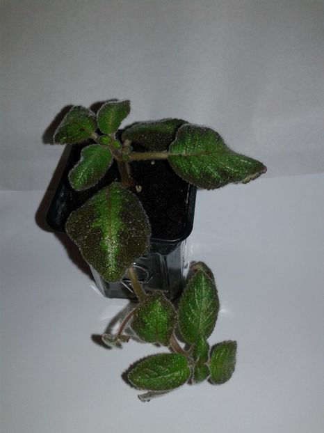  - EPISCIA