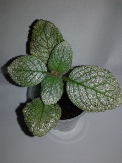  - EPISCIA