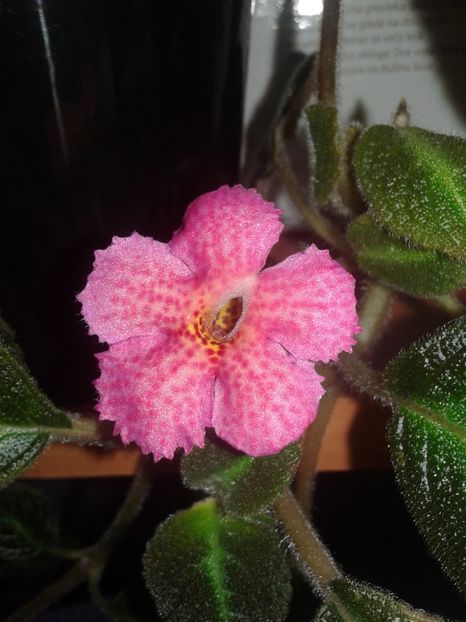  - EPISCIA