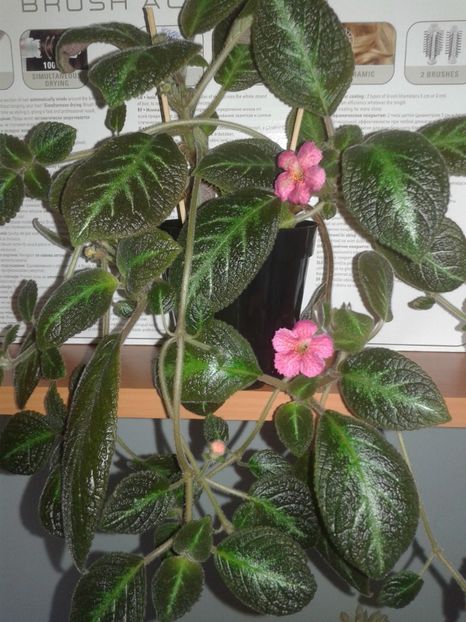  - EPISCIA