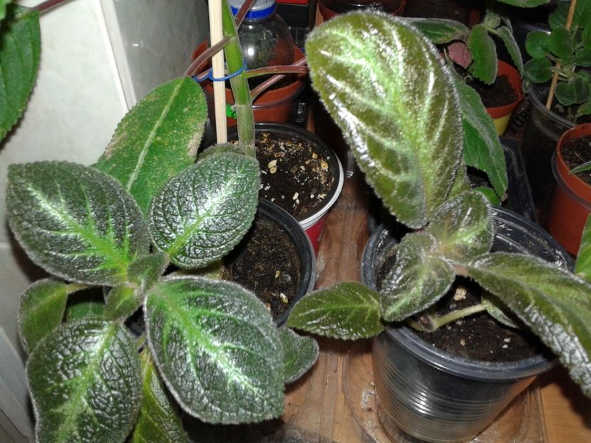  - EPISCIA