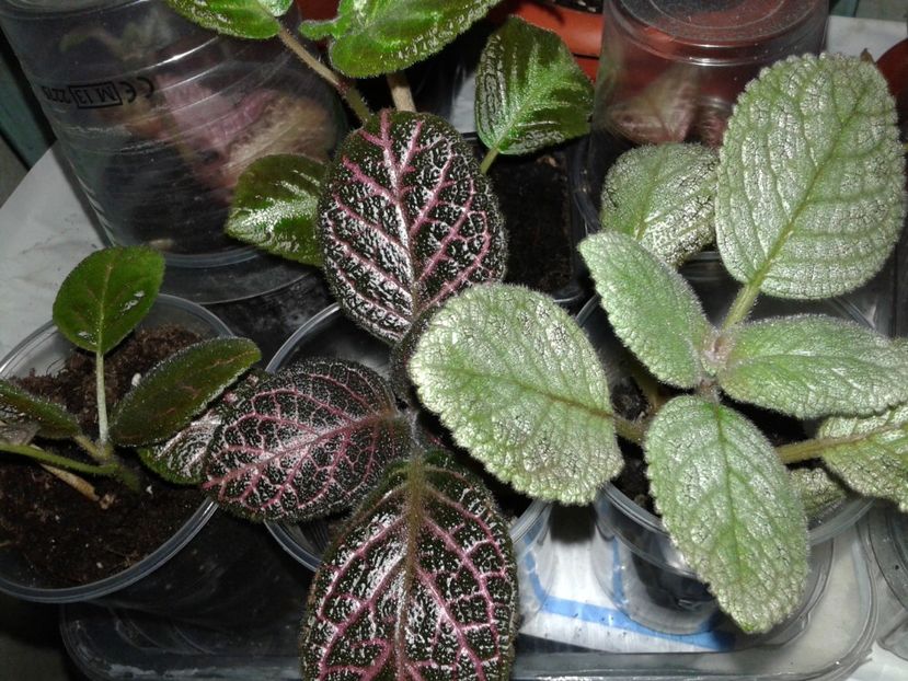  - EPISCIA