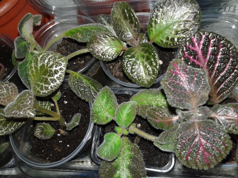  - EPISCIA