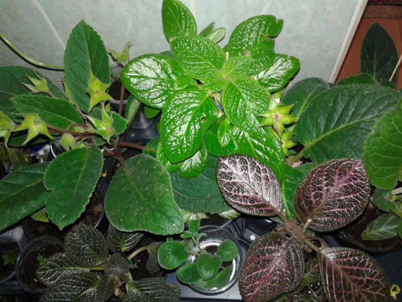  - EPISCIA