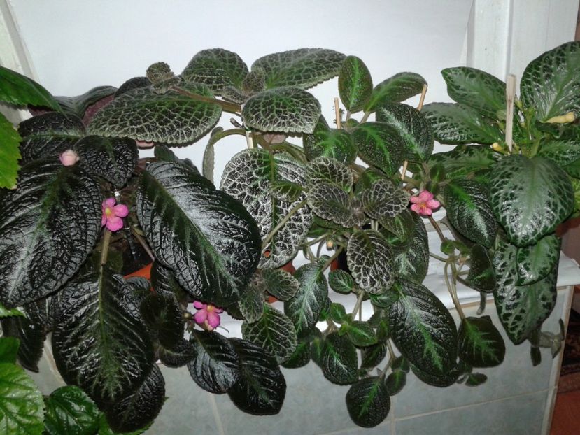  - EPISCIA