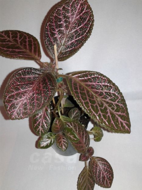  - EPISCIA