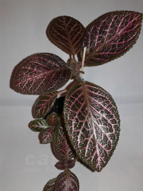  - EPISCIA