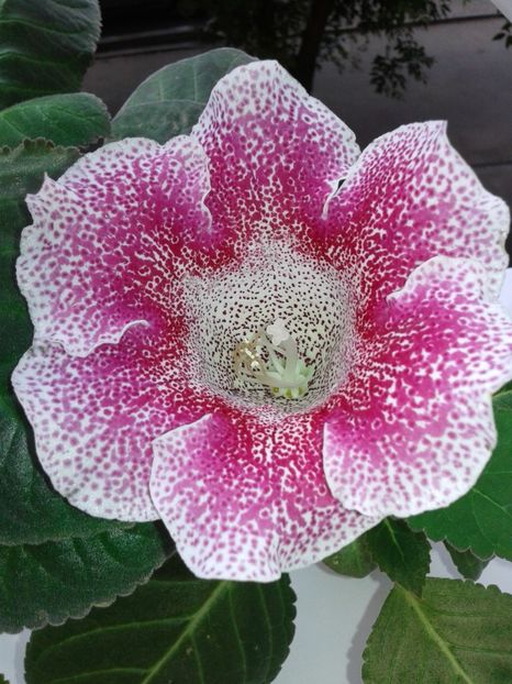  - GLOXINIA 2018