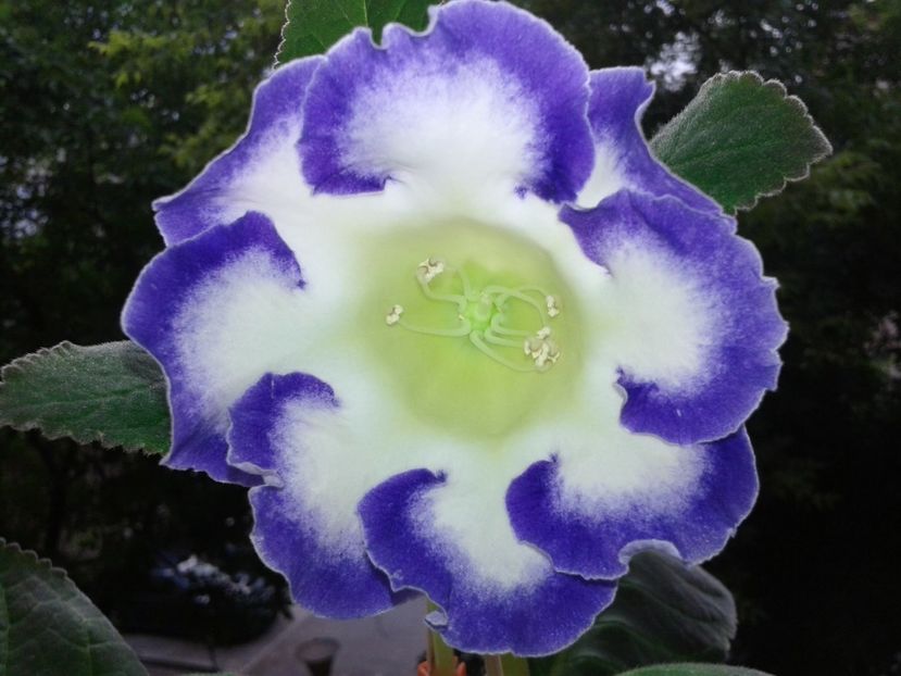  - GLOXINIA 2018