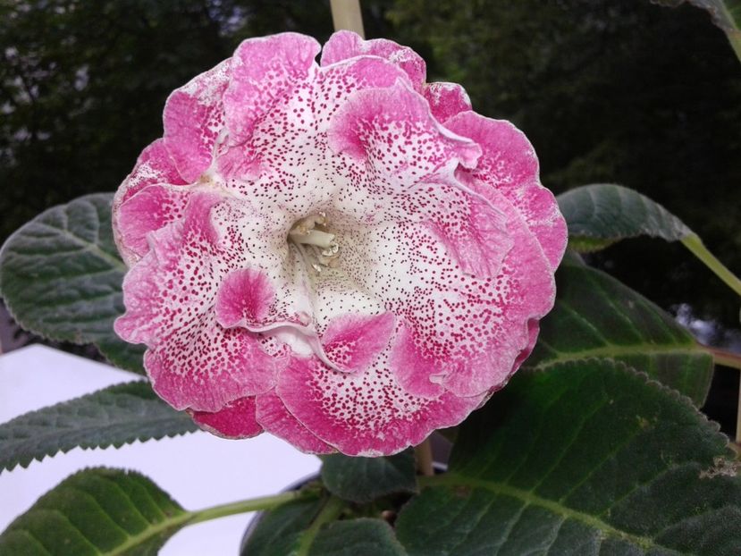  - GLOXINIA 2018
