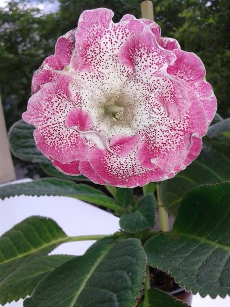  - GLOXINIA 2018