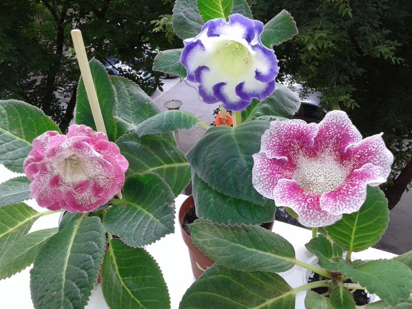  - GLOXINIA 2018