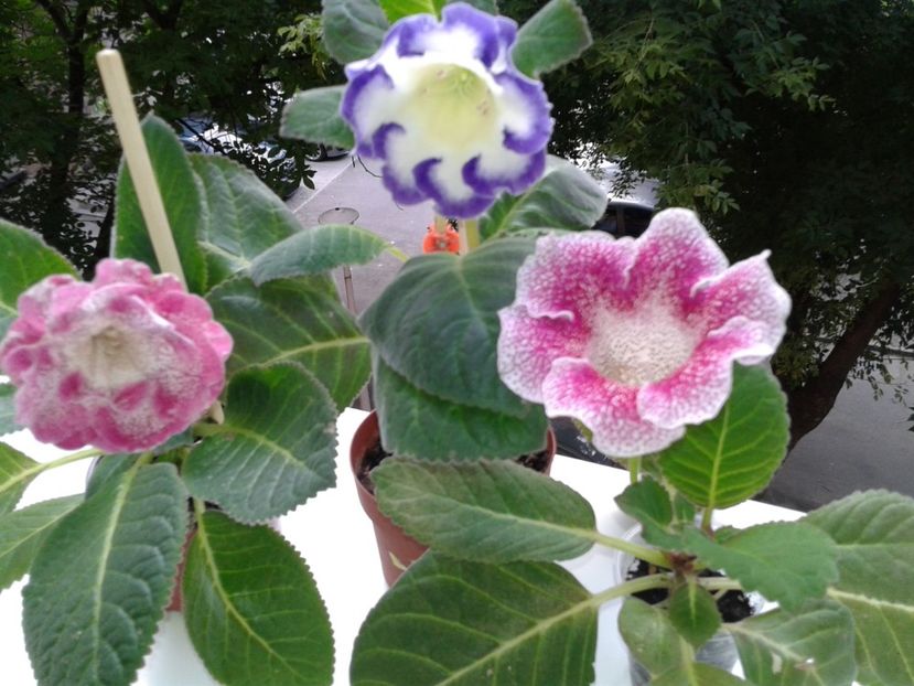  - GLOXINIA 2018