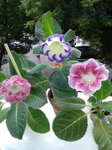  - GLOXINIA 2018