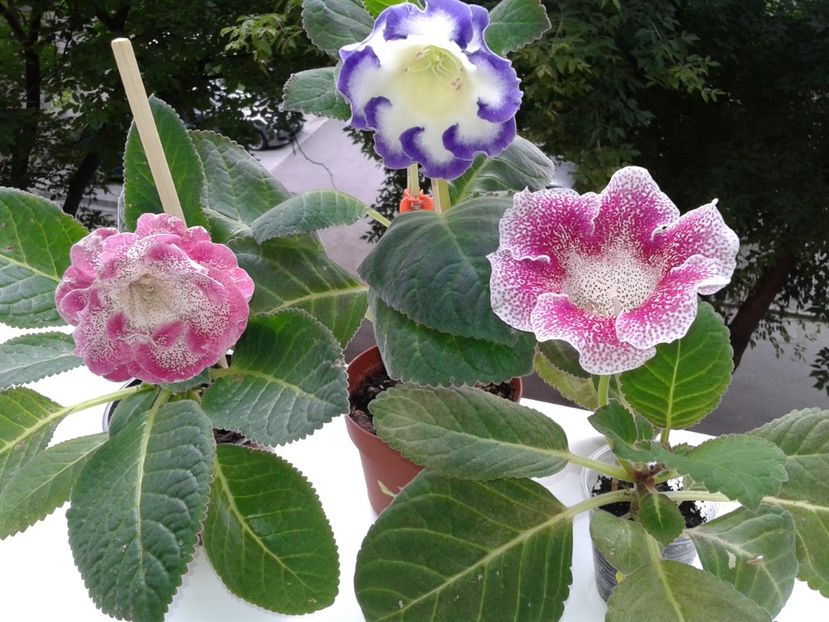  - GLOXINIA 2018