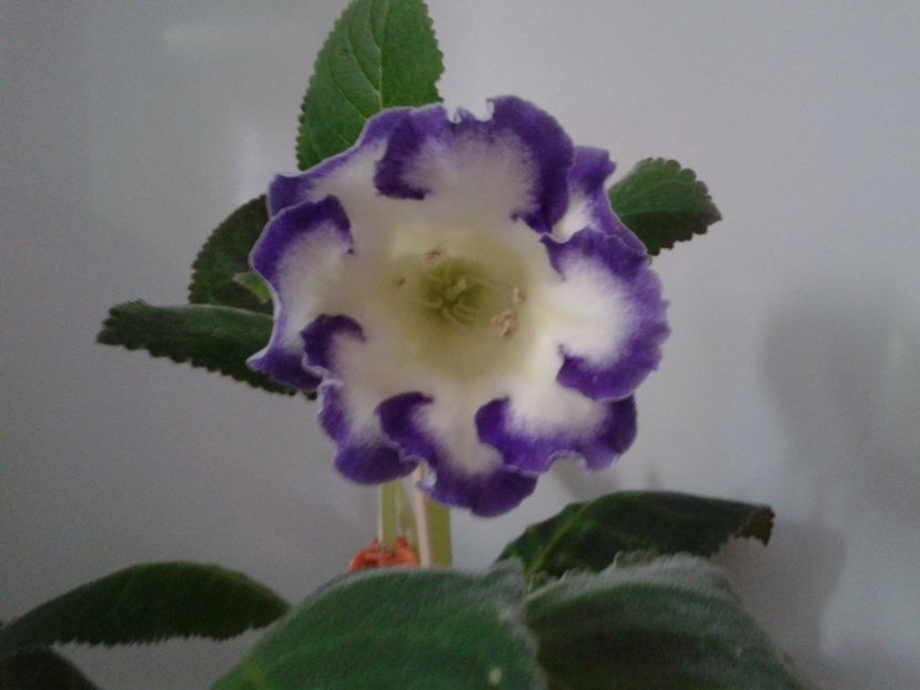  - GLOXINIA 2018