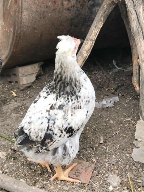 3D5F321E-4140-4A9D-9987-687598D3FB50 - Puisori 2018