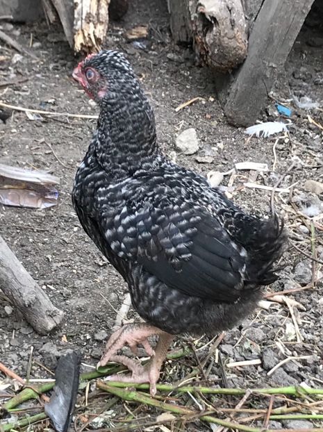 8620FBAE-516E-48F8-8AFB-716044A28FAF - Puisori 2018