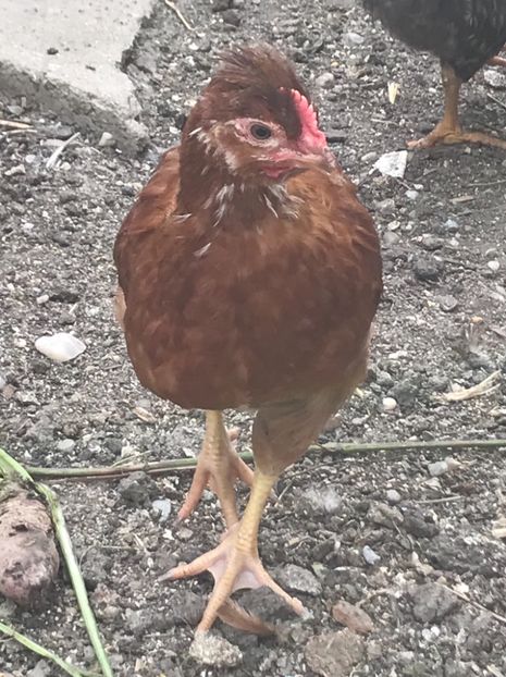 8A32C1A1-E7B0-4FCB-89BD-8B32D0C12DE8 - Puisori 2018