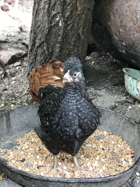 71222794-79AA-40B1-8A18-7684E284F10D - Puisori 2018