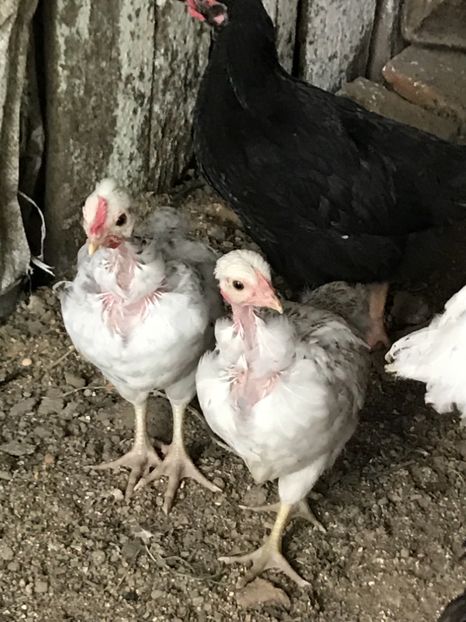 0F42F3D1-A18D-4BE7-B23C-3516F7FB815A - Puisori 2018