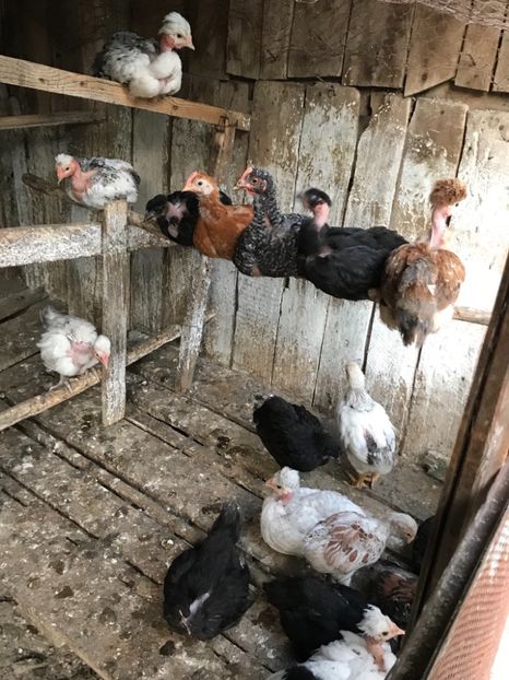 2DA8C83D-5DD4-40AC-806F-D8955EFD62E2 - Puisori 2018