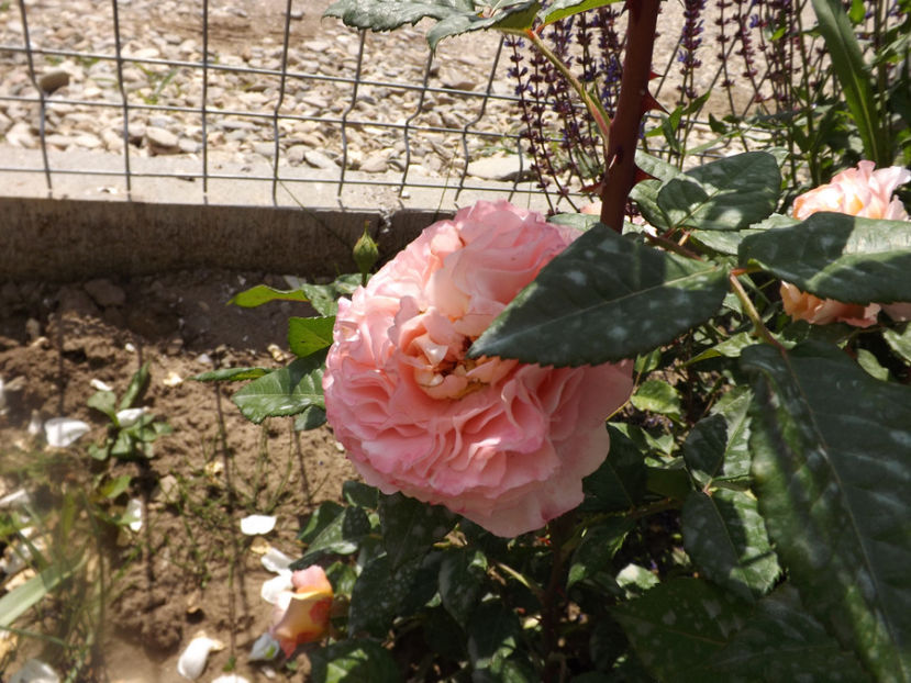  - Augusta Luise 2018