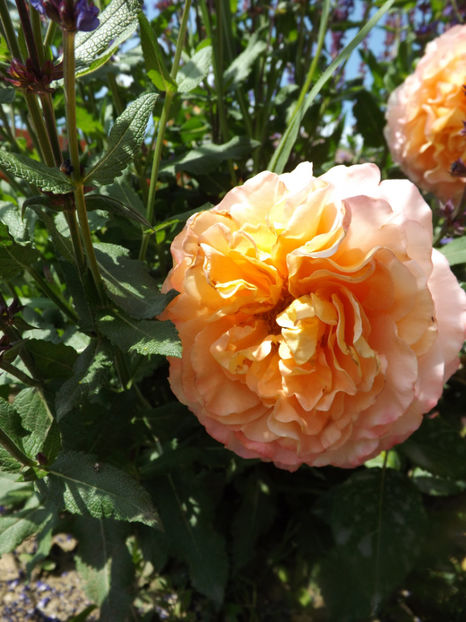  - Augusta Luise 2018