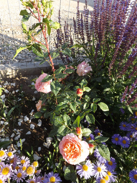  - Augusta Luise 2018