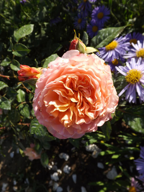  - Augusta Luise 2018