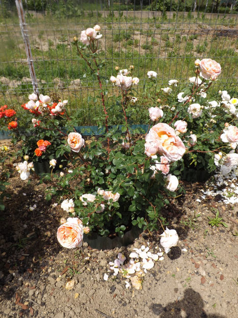  - Abraham Darby 2018