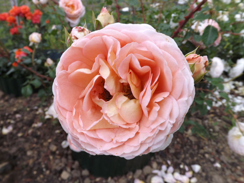  - Abraham Darby 2018