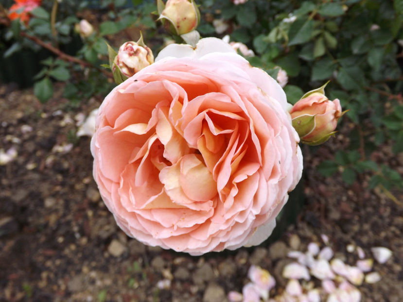  - Abraham Darby 2018