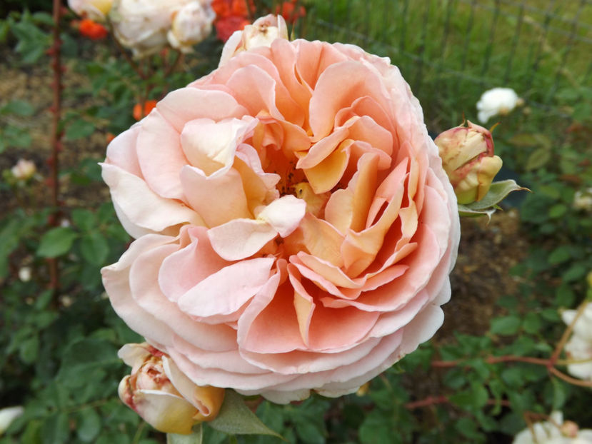  - Abraham Darby 2018