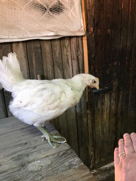 7EE0D1DB-B52B-4867-8FFE-2C28E72D70E5 - Giant Jersey pui - seria 1