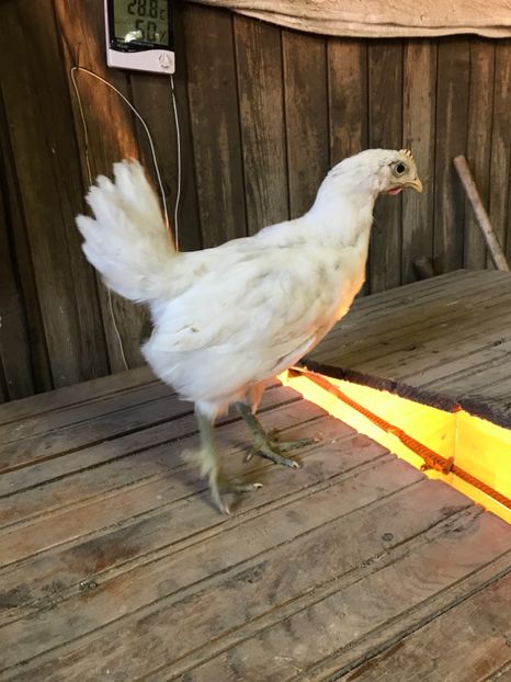 918A79F7-03B8-4BD5-A694-4BA419E04CAC - Giant Jersey pui - seria 1