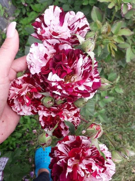  - Trandafiri 2018