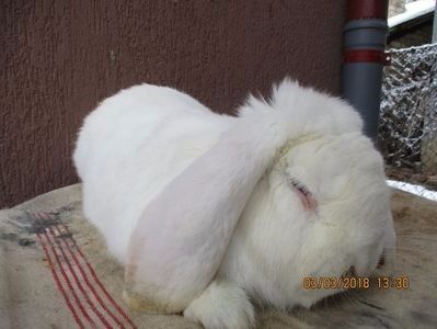 masc.Berbec German Alb cu ochi albastri RO 3 -1715 - X ARHIVA IEPURI CE AM AVUT