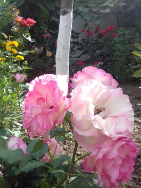 Bordure rose - Trandafiri 2018