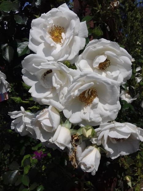 Hella - Trandafiri 2018