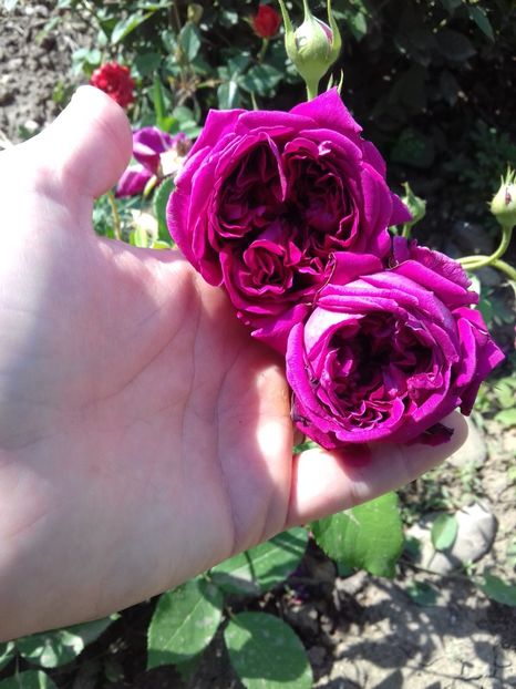 William shakespeare - Trandafiri 2018