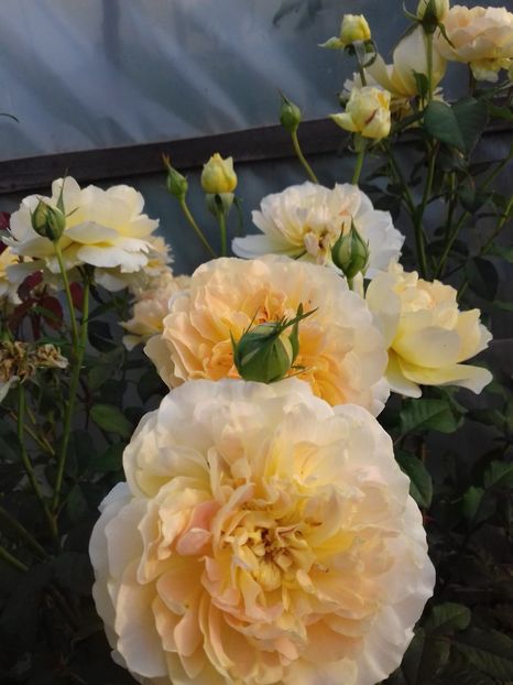 Moulineux - Trandafiri 2018