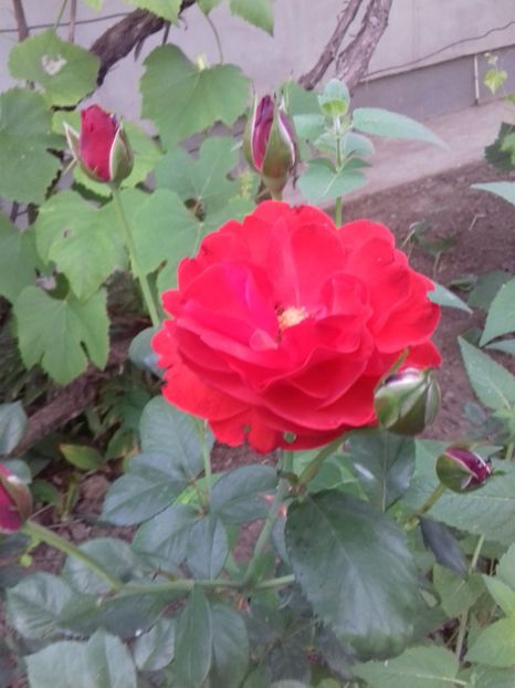 Foc de tabara - Trandafiri 2018