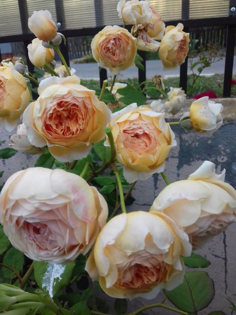 Crown princ3sss margreth - Trandafiri 2018