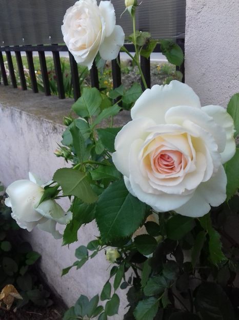 Palais royal - Trandafiri 2018