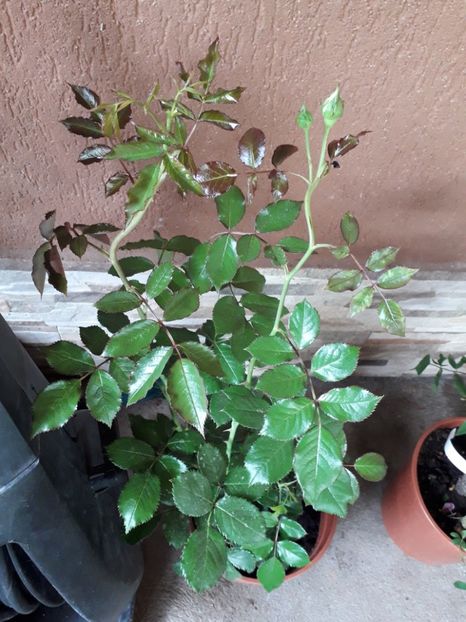 Eden Rose - Trandafiri floribunda